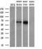 Coronin 1B antibody, M10210, Boster Biological Technology, Western Blot image 