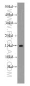 Ubiquitin-like protein ISG15 antibody, 15981-1-AP, Proteintech Group, Western Blot image 