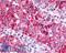 G Protein-Coupled Receptor 88 antibody, LS-A6324, Lifespan Biosciences, Immunohistochemistry paraffin image 
