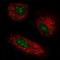Integral membrane protein GPR137 antibody, HPA062871, Atlas Antibodies, Immunocytochemistry image 