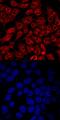 Interferon Regulatory Factor 2 Binding Protein 1 antibody, AF6800, R&D Systems, Immunofluorescence image 