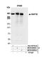 Microtubule Associated Protein 1B antibody, NB100-68256, Novus Biologicals, Western Blot image 
