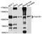 Taste 1 Receptor Member 1 antibody, abx136066, Abbexa, Western Blot image 