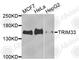 Tripartite Motif Containing 33 antibody, A9919, ABclonal Technology, Western Blot image 