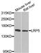 LDL Receptor Related Protein 5 antibody, abx006215, Abbexa, Western Blot image 