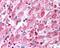 Oxytocin Receptor antibody, 48-230, ProSci, Immunohistochemistry paraffin image 