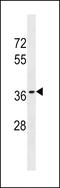 Olfactory Receptor Family 10 Subfamily T Member 2 antibody, LS-C158448, Lifespan Biosciences, Western Blot image 