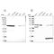 ST13 Hsp70 Interacting Protein antibody, NBP2-48866, Novus Biologicals, Western Blot image 