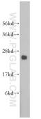 DNA replication complex GINS protein PSF2 antibody, 16247-1-AP, Proteintech Group, Western Blot image 