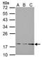 Trafficking Protein Particle Complex 3 antibody, PA5-34886, Invitrogen Antibodies, Western Blot image 