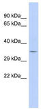 Tripartite Motif Containing 34 antibody, TA345334, Origene, Western Blot image 