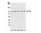 FUS RNA Binding Protein antibody, NB100-561, Novus Biologicals, Western Blot image 