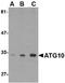 Autophagy Related 10 antibody, NBP1-76386, Novus Biologicals, Western Blot image 