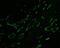 Plasmalemma Vesicle Associated Protein antibody, ab81719, Abcam, Immunocytochemistry image 