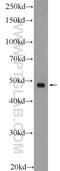 Mitochondrial Elongation Factor 2 antibody, 16413-1-AP, Proteintech Group, Western Blot image 