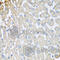 Cytochrome C Oxidase Subunit 5B antibody, A2640, ABclonal Technology, Immunohistochemistry paraffin image 