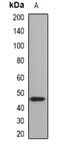 Lipase A, Lysosomal Acid Type antibody, abx141330, Abbexa, Western Blot image 