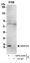 Small Nuclear Ribonucleoprotein D3 Polypeptide antibody, NBP2-22306, Novus Biologicals, Immunoprecipitation image 