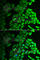 Interleukin 18 Binding Protein antibody, A6445, ABclonal Technology, Immunofluorescence image 