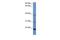 Inner Mitochondrial Membrane Peptidase Subunit 2 antibody, GTX49120, GeneTex, Western Blot image 