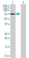 Negative Elongation Factor Complex Member C/D antibody, H00051497-B01P, Novus Biologicals, Western Blot image 