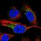 Myosin Binding Protein C, Cardiac antibody, NBP2-13631, Novus Biologicals, Immunofluorescence image 