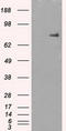 Cytochrome P450 Oxidoreductase antibody, LS-C799271, Lifespan Biosciences, Western Blot image 