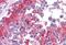 Catechol-O-Methyltransferase antibody, GTX89277, GeneTex, Immunohistochemistry paraffin image 