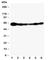 SHC Adaptor Protein 1 antibody, R30997, NSJ Bioreagents, Western Blot image 