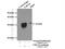 Cell Division Cycle 34 antibody, 10964-2-AP, Proteintech Group, Immunoprecipitation image 