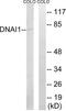 Dynein Axonemal Intermediate Chain 1 antibody, LS-C198883, Lifespan Biosciences, Western Blot image 