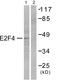 E2F Transcription Factor 4 antibody, LS-C118435, Lifespan Biosciences, Western Blot image 