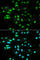 Paired Box 3 antibody, A1675, ABclonal Technology, Immunofluorescence image 