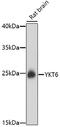 YKT6 V-SNARE Homolog antibody, 16-858, ProSci, Western Blot image 