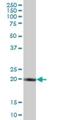 ELMO Domain Containing 3 antibody, H00084173-B01P, Novus Biologicals, Western Blot image 