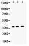 Surfactant Protein D antibody, PA5-79989, Invitrogen Antibodies, Western Blot image 