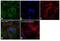 TPI antibody, PA5-18342, Invitrogen Antibodies, Immunofluorescence image 