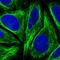 Dystrobrevin Binding Protein 1 antibody, NBP1-85300, Novus Biologicals, Immunofluorescence image 