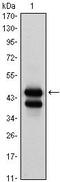 GATA Binding Protein 1 antibody, MA5-15638, Invitrogen Antibodies, Western Blot image 