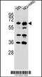 Cytoskeleton Associated Protein 4 antibody, 56-384, ProSci, Western Blot image 