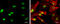 Nuclear Receptor Binding SET Domain Protein 3 antibody, GTX109396, GeneTex, Immunocytochemistry image 