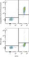 Coagulation Factor III, Tissue Factor antibody, MAB23391, R&D Systems, Western Blot image 