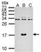 Dengue virus antibody, GTX124247, GeneTex, Western Blot image 