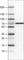 Solute Carrier Family 27 Member 5 antibody, AMAb90574, Atlas Antibodies, Western Blot image 