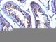 Testosterone antibody, V3056-100UG, NSJ Bioreagents, Enzyme Linked Immunosorbent Assay image 