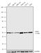 MAP kinase-interacting serine/threonine-protein kinase 1 antibody, 711542, Invitrogen Antibodies, Western Blot image 