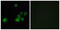 Olfactory Receptor Family 4 Subfamily C Member 15 antibody, GTX87733, GeneTex, Immunocytochemistry image 