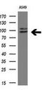 Mitogen-Activated Protein Kinase 6 antibody, GTX84146, GeneTex, Western Blot image 