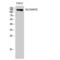 Solute Carrier Family 4 Member 8 antibody, LS-C386074, Lifespan Biosciences, Western Blot image 