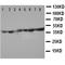 Phosphoglycerate Kinase 1 antibody, orb99207, Biorbyt, Western Blot image 